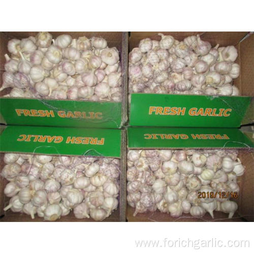 Fresh Of Normal White Garlic